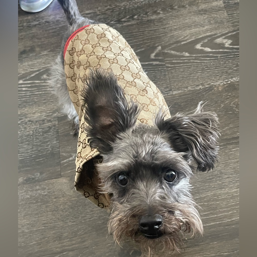 Mini Dog Jacket 🤎 - Picture 4 of 6